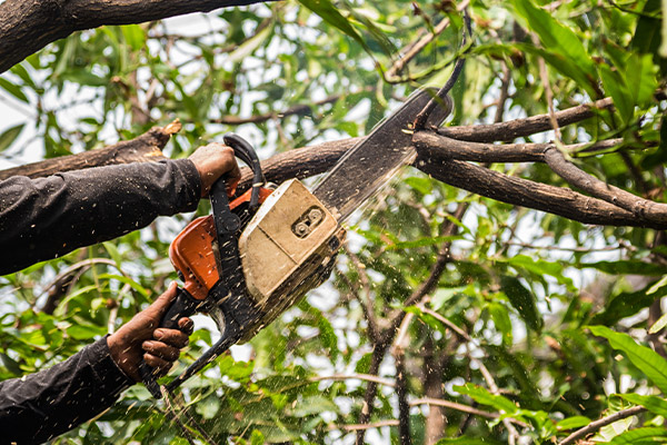 worker trimming tree benton il