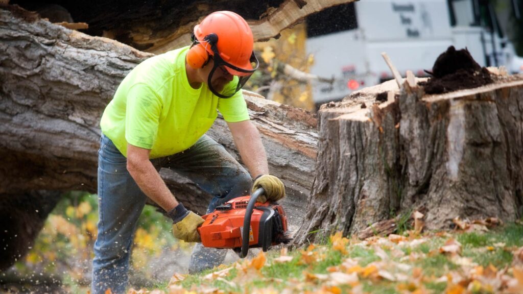 man wearing safety helmet cutting tree
